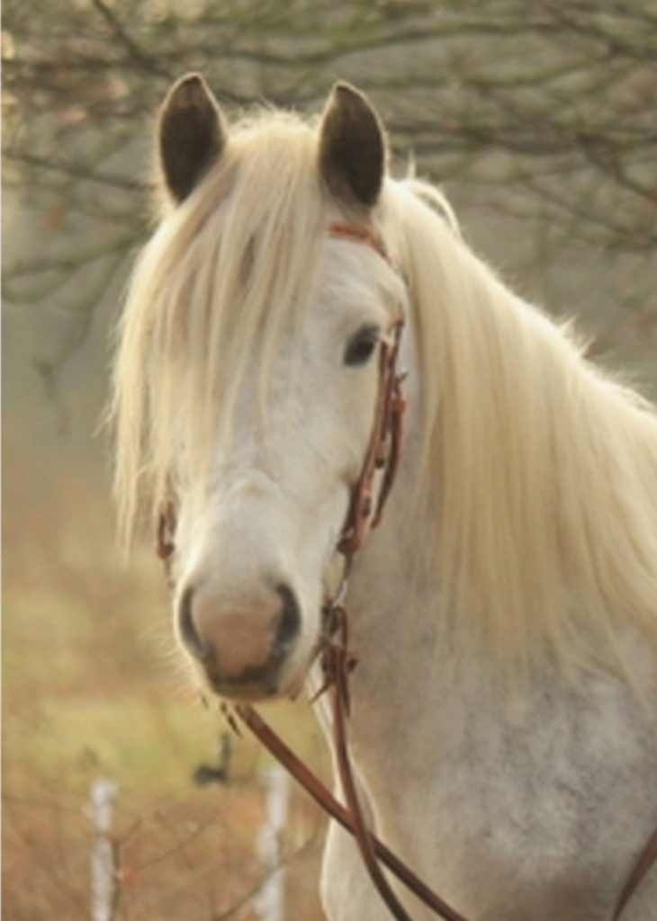 Jane, das Pferd von Manuela Roth